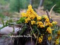 Leocarpus fragilis-amf1157-1